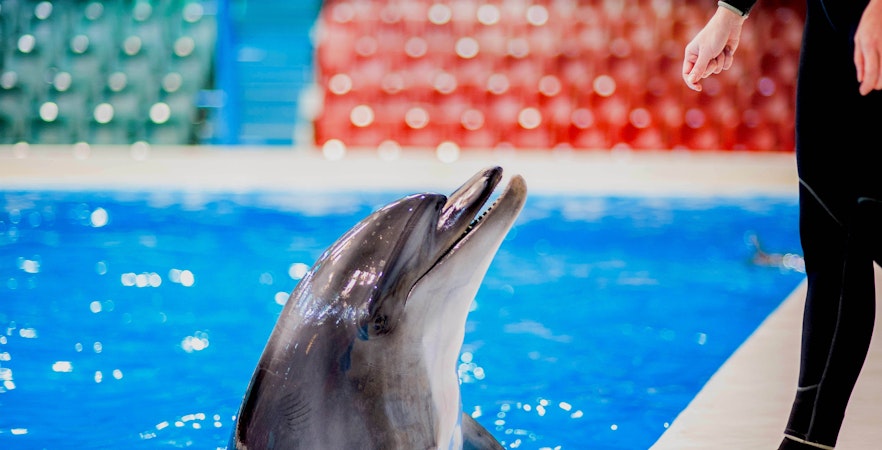 Dubai Dolphinarium