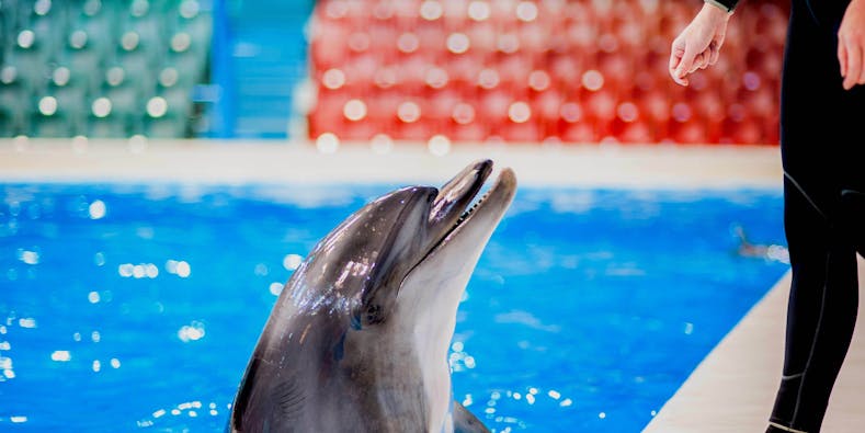 Tickets voor Dubai Dolphinarium