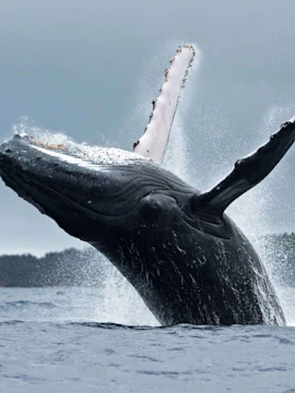 Whale breaching near Reykjavik during a whale watching tour.