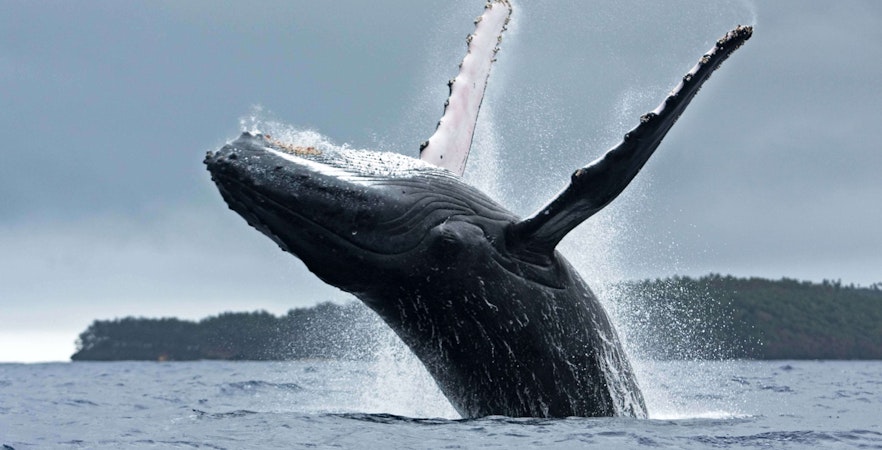 Wal-Beaobachtungs-Touren