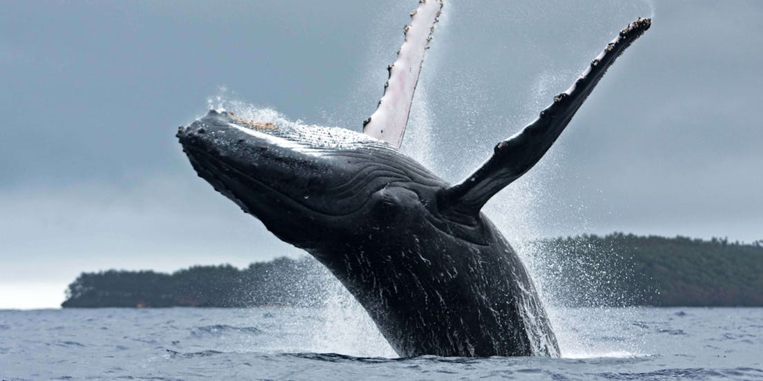 Excursions d'Observation des Baleines