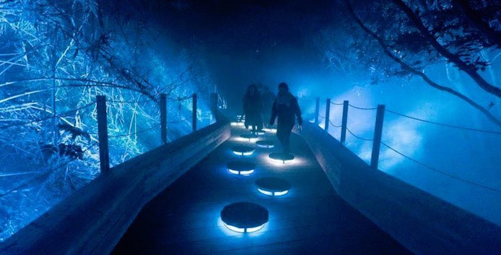 Billets Rainforest Lumina