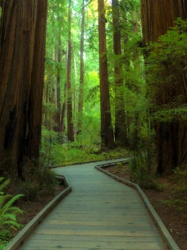 Muir Woods National Monument with towering redwoods near San Francisco.