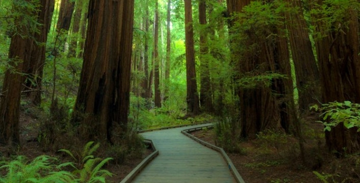 Napa, Muir Woods & Sausalito