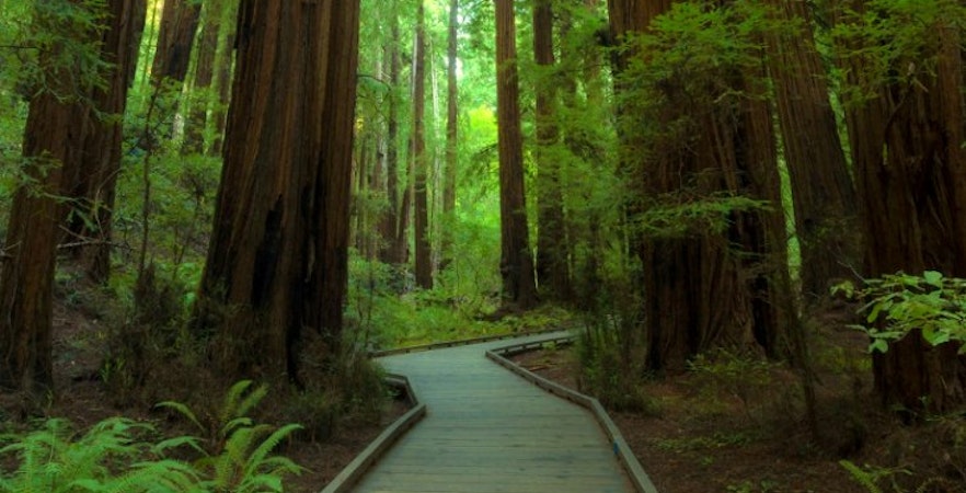Napa, Muir Woods y Sausalito