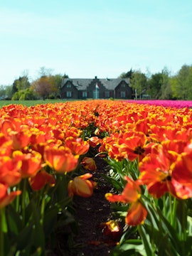 Windmills along a canal in Zaanse Schans, Netherlands, part of Amsterdam to Zaanse Schans tours.
