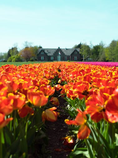 Amsterdam to Zaanse Schans Tours