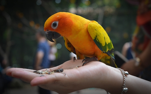 Safari World Tickets