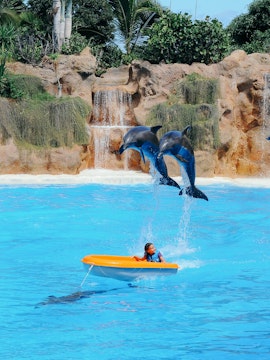 Loro Parque entrance with lush greenery, Tenerife, showcasing popular attractions.