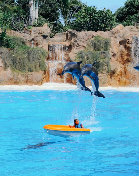 Loro Parque entrance with lush greenery, Tenerife, showcasing popular attractions.