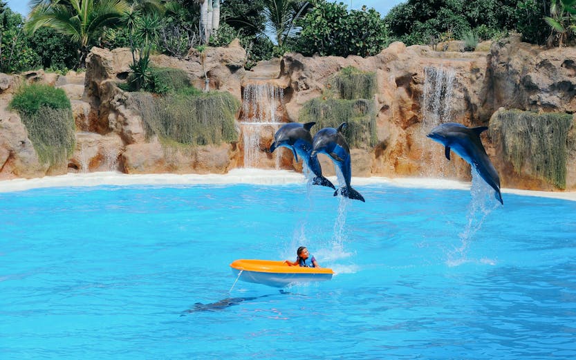 Loro Parque entrance with lush greenery, Tenerife, showcasing popular attractions.