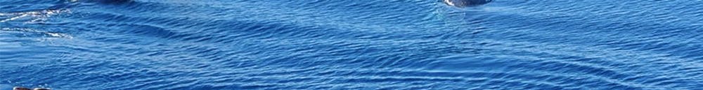 Whale Watching Cruises
