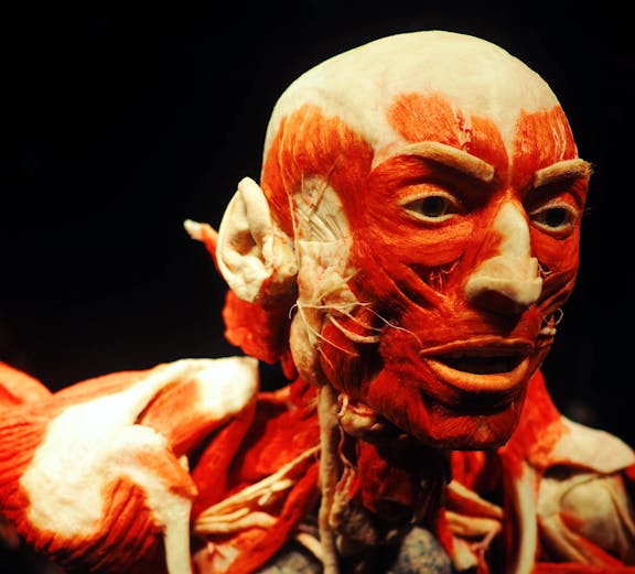 Body Worlds exhibit in Amsterdam showcasing human anatomy displays.