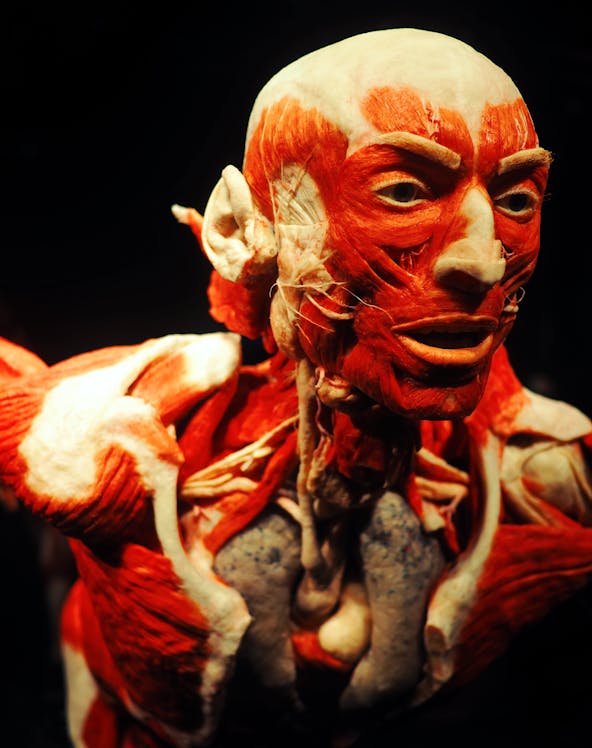 Body Worlds exhibit in Amsterdam showcasing human anatomy displays.