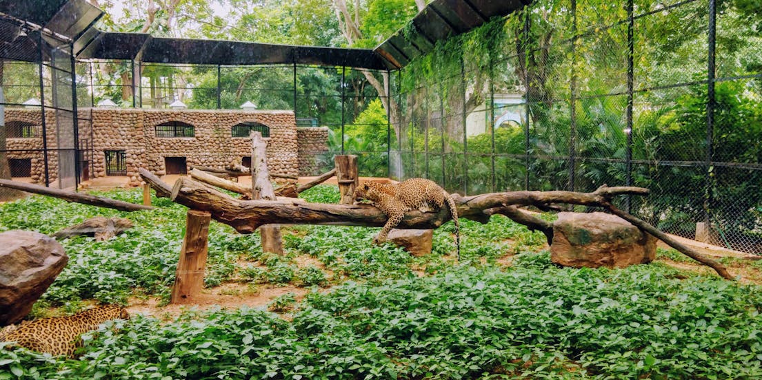 Ingressos para Zoológico de Melbourne