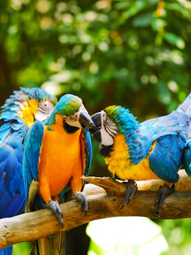 Bali Bird Park entrance with tropical foliage and colorful bird sculptures, Bali, Indonesia.