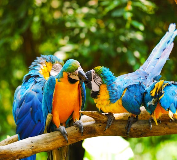 Bali Bird Park entrance with tropical foliage and colorful bird sculptures, Bali, Indonesia.