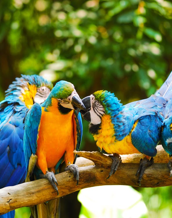 Bali Bird Park entrance with tropical foliage and colorful bird sculptures, Bali, Indonesia.
