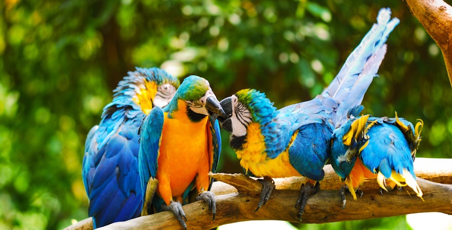 Biglietti per il Bali Bird Park