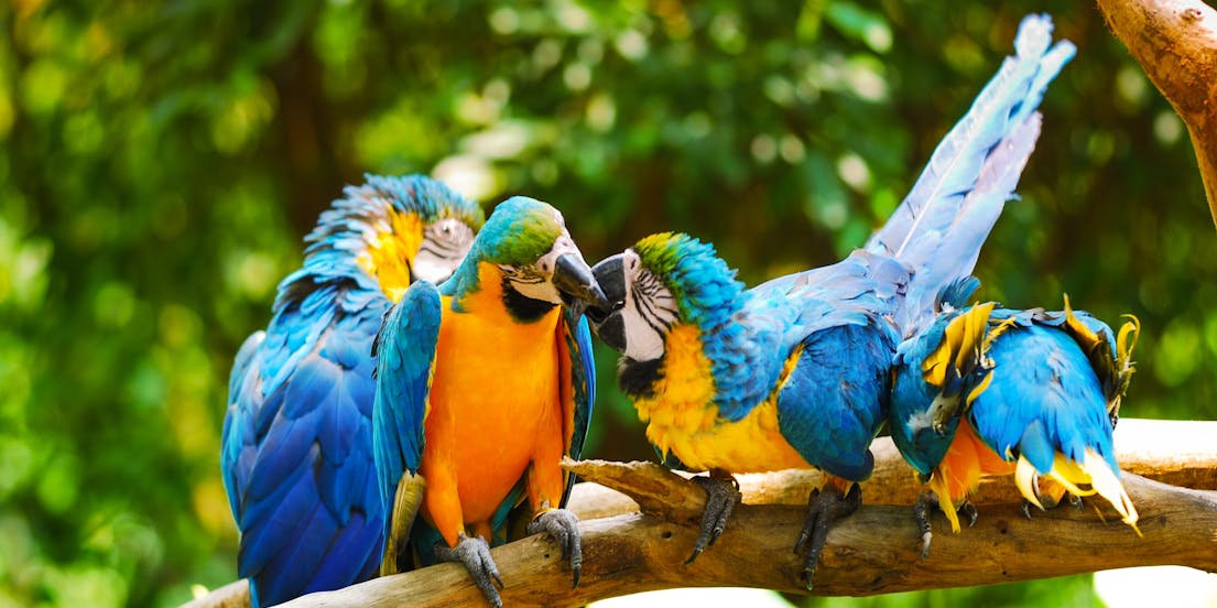 Biglietti per il Bali Bird Park