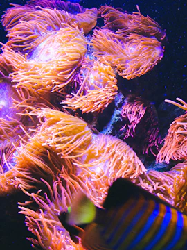 AquaDom and SEA LIFE Berlin with marine life exhibits in Berlin, Germany.