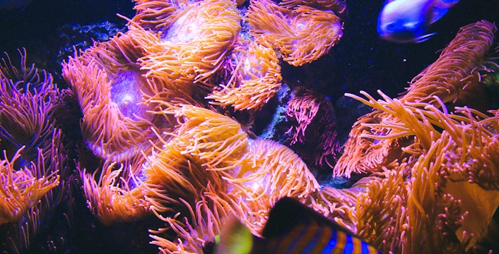 AquaDom и SEA LIFE Berlin