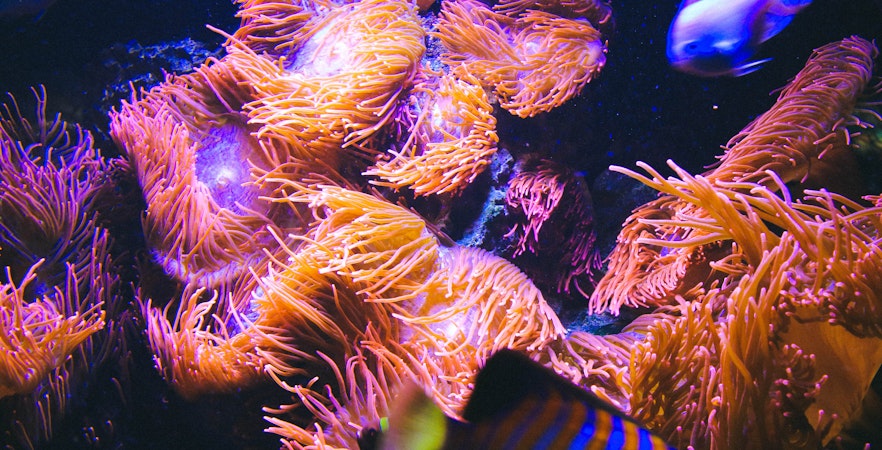 AquaDom y SEA LIFE Berlín