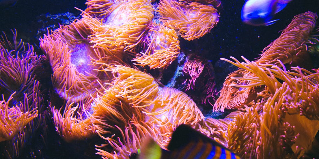 AquaDom en SEA LIFE Berlijn