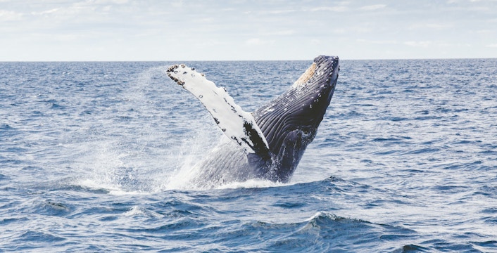 Entradas Avistamiento de ballenas