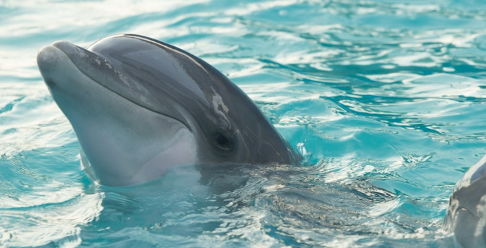 Billets pour la découverte des dauphins