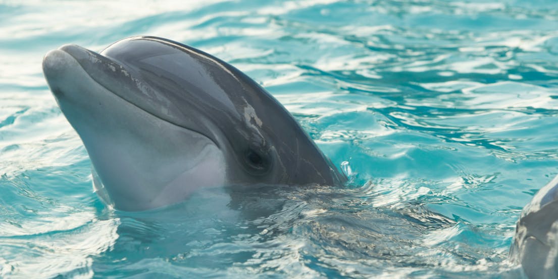 Entradas Dolphin Discovery