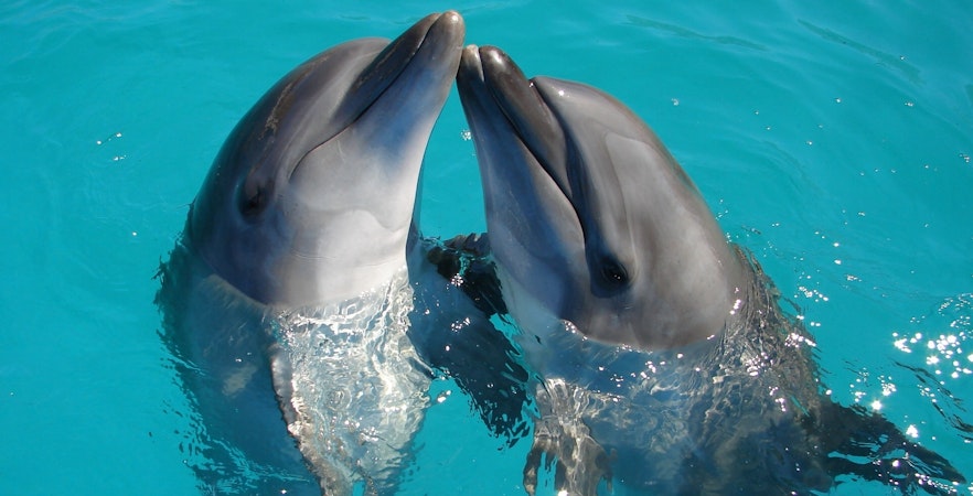 Dolphin Discovery: Swim With Dolphins