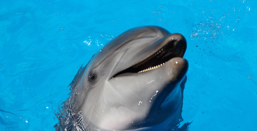 Dolfijn Ontdekking Tickets