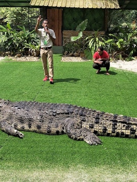 Crocodiles basking at Crocodile Adventureland Langkawi, Malaysia.