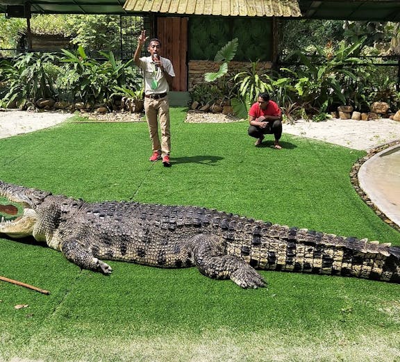 Crocodiles basking at Crocodile Adventureland Langkawi, Malaysia.