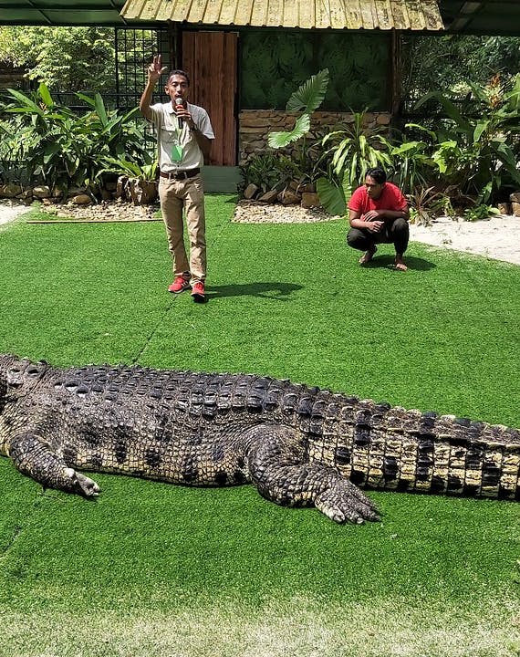 Crocodiles basking at Crocodile Adventureland Langkawi, Malaysia.