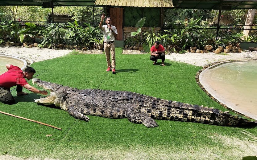 Crocodiles basking at Crocodile Adventureland Langkawi, Malaysia.