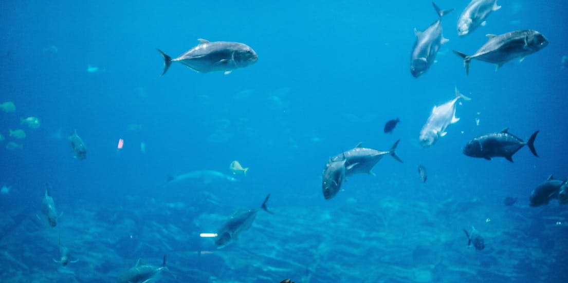 Nationaal Museum voor Mariene Biologie & Aquarium