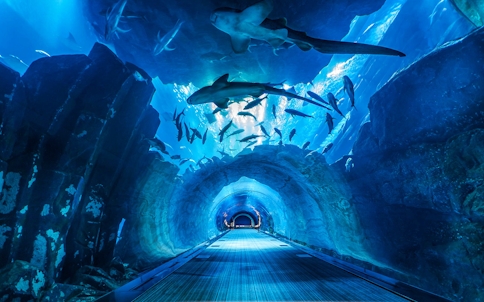 Dubai Aquarium Tickets