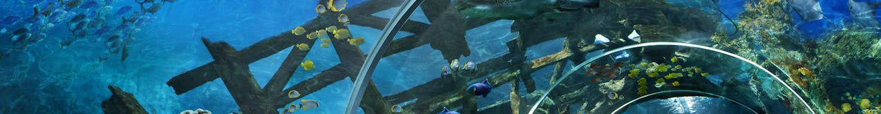 S.E.A. Aquarium