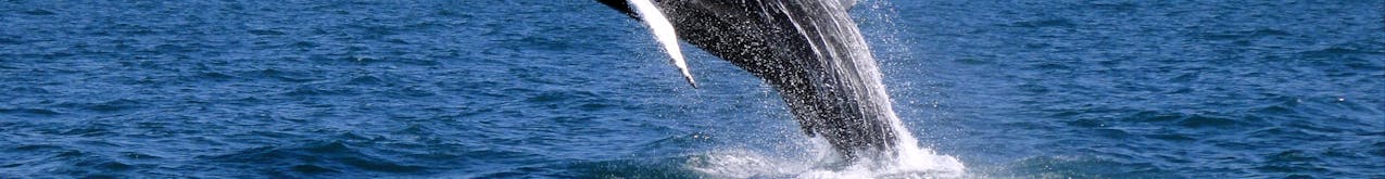 Whale Watching