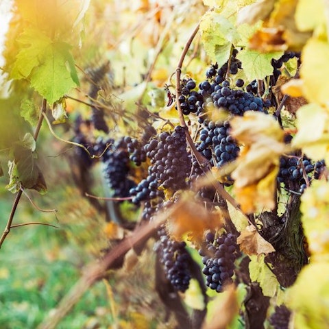 Wine Country
