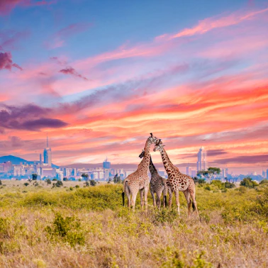 の楽しみ方 Nairobi