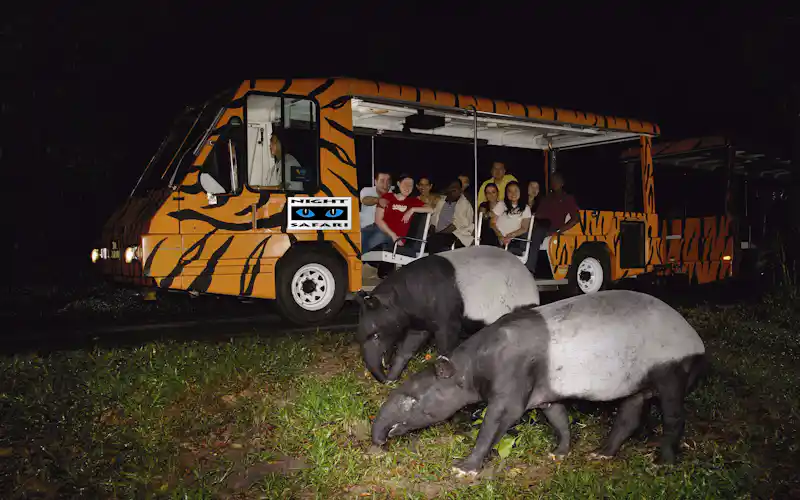 night safari singapore
