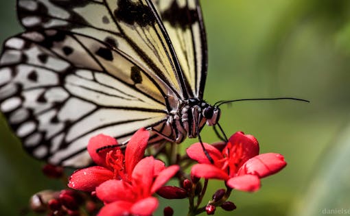 Super Saver Combo: Butterfly Park + Insect Kingdom