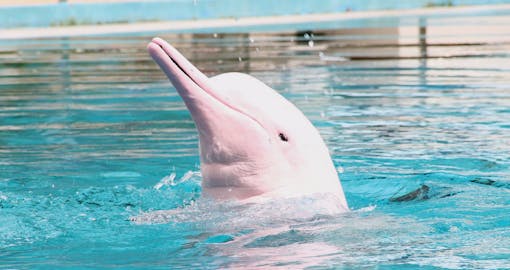 Pink Dolphin Sighting Tour