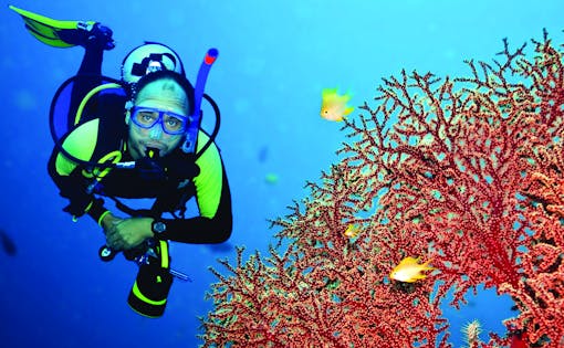 Open Ocean Dive with Adventure Cove Waterpark Tickets