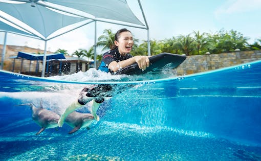 Dolphin Adventure Experience with Adventure Cove Waterpark Tickets