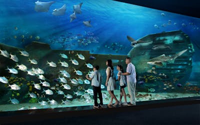 S.E.A Aquarium™ VIP Tour