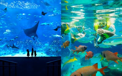 Super Saver Combo: S.E.A. Aquarium™ + Adventure Cove Waterpark™